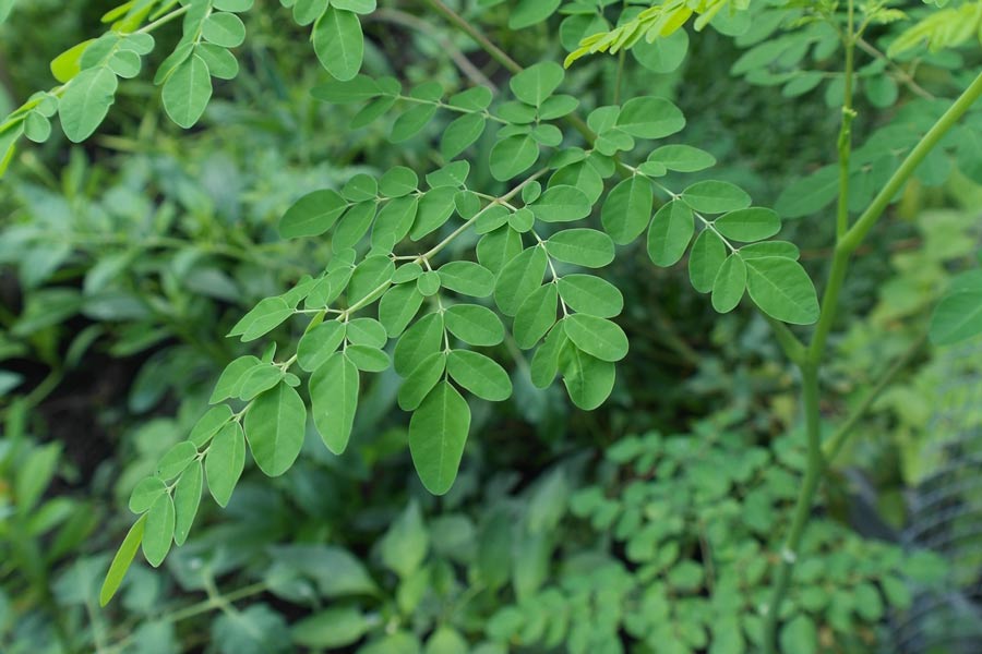 Moringa, der Baum des Lebens, für Ihre Gesundheit