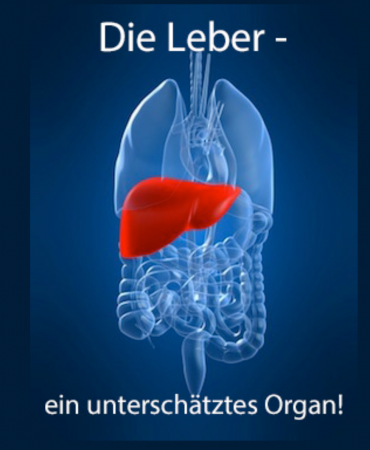 Leber 795x530