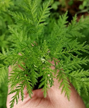 Artemis_Bio-Hof-Haas_Artemisia-annua-Hand